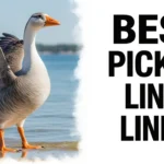 Goose Pickup Lines